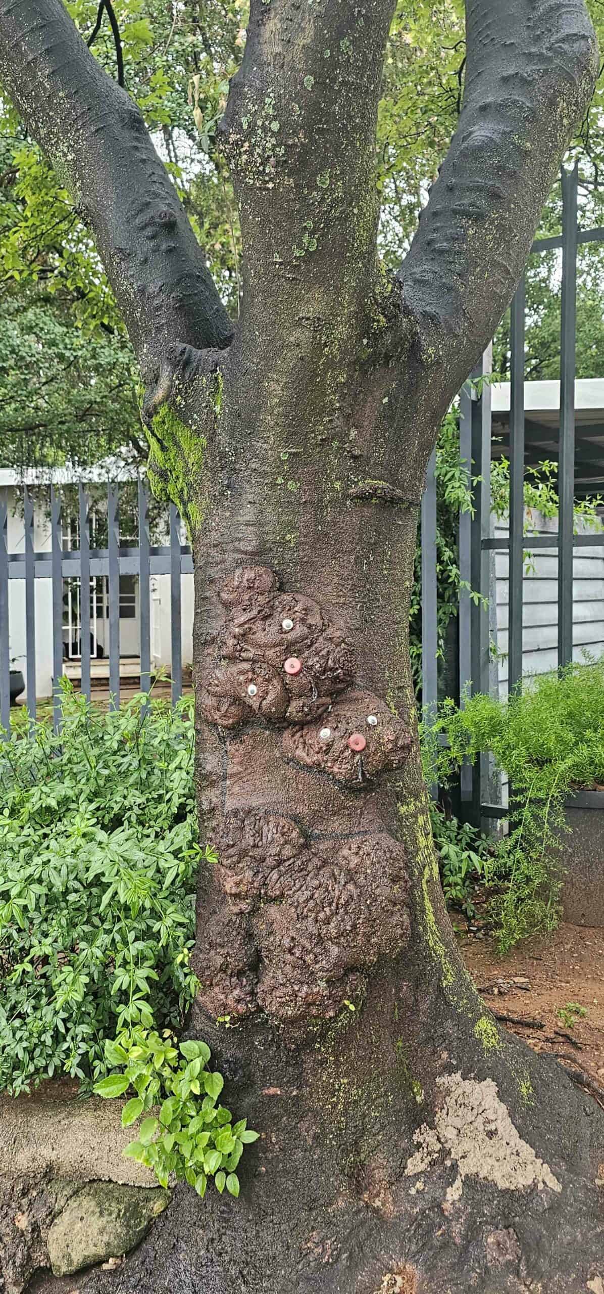 Vergroeisels op die boom in Boomstraat, Parys, het beertjiegesigte gekry