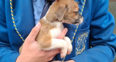 Hoërskool Parys se Mnr en Mej. Hoërskool Parys reik uit na plaaslike DBV.