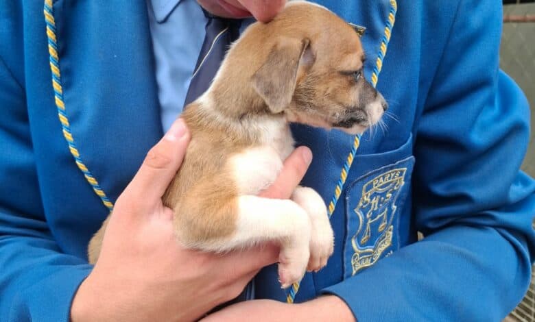 Hoërskool Parys se Mnr en Mej. Hoërskool Parys reik uit na plaaslike DBV.