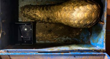 Die ietermagog wat in die gereedskapkis toegesluit was om aan 'n potensiële koper te gaan verkoop. Foto: Verskaf.