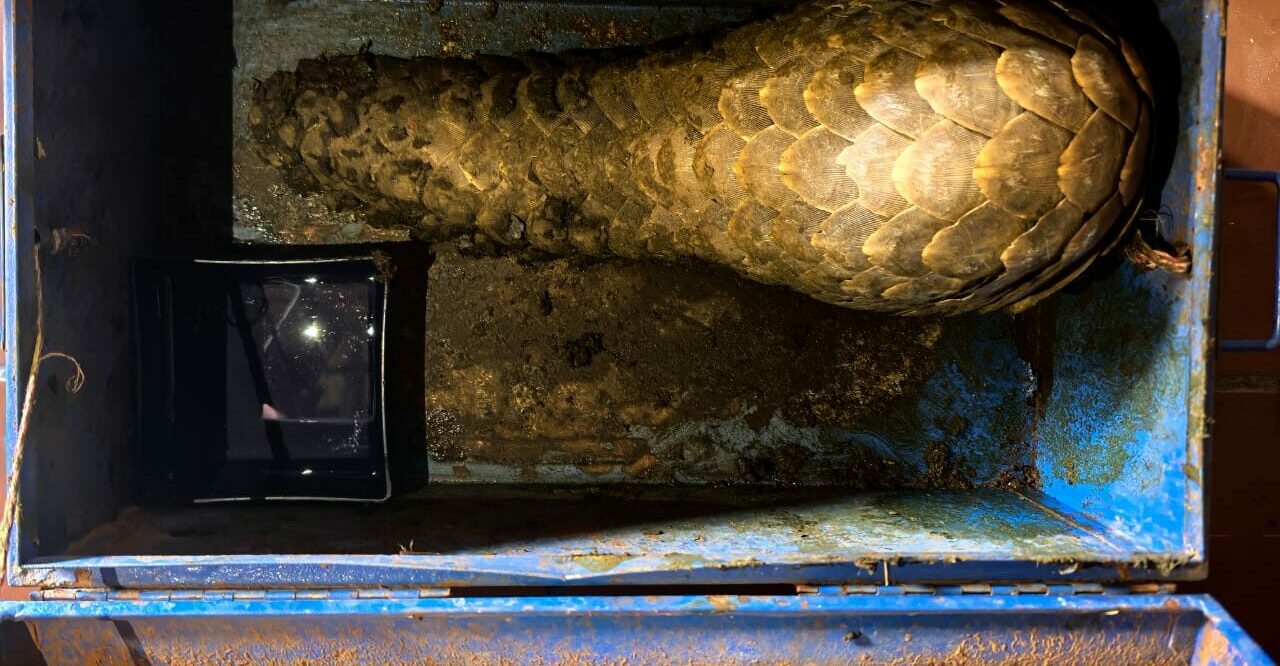 Die ietermagog wat in die gereedskapkis toegesluit was om aan 'n potensiële koper te gaan verkoop. Foto: Verskaf.