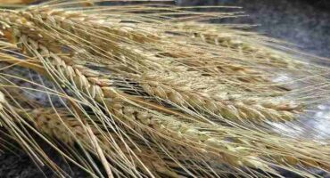 Koring illustrasiefoto