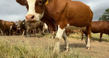 Bek-en-klouseer illustrasiefoto. Foto: Vrystaat Landbou