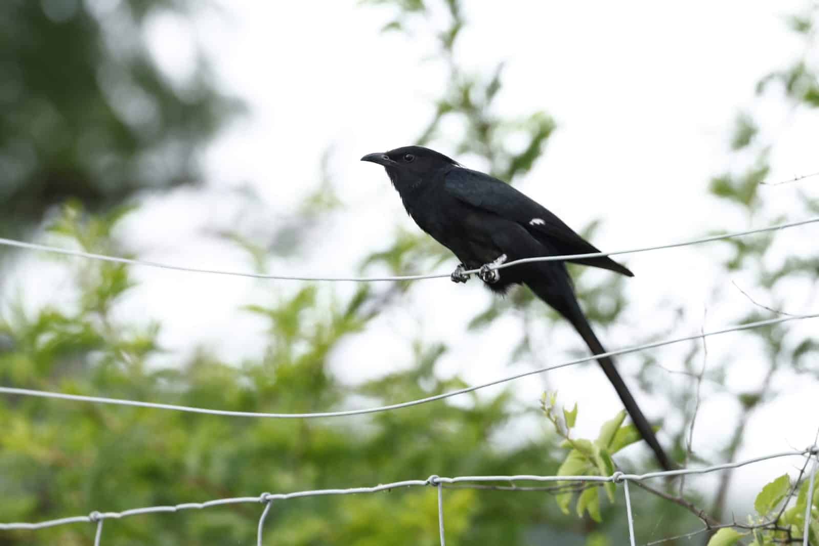 Birding Big Day waarnemings