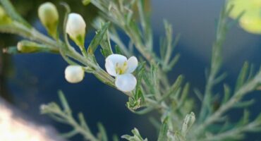 The Otterbush. Photo: Danie Venter