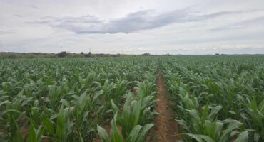 Mielies illustrasiefoto