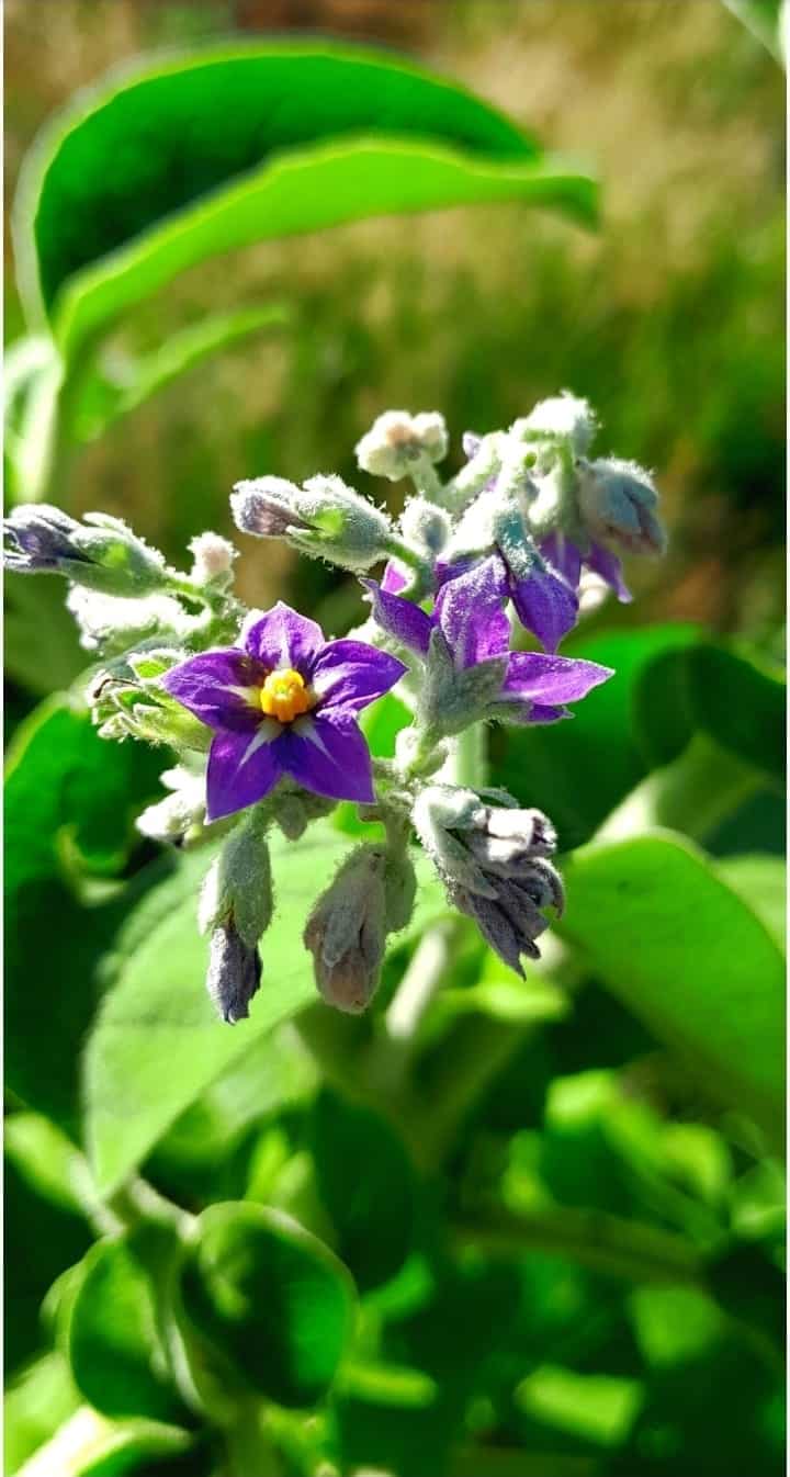 Solanum mauritianum also known as Bugweed (Luisboom/Bitterappel) or Lebitla