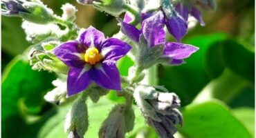 Solanum mauritianum also known as Bugweed (Luisboom/Bitterappel) or Lebitla