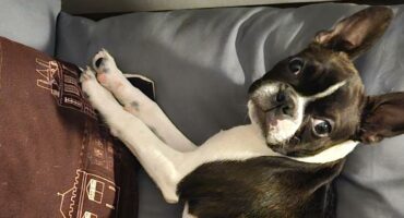 Pepper desperately needs an operation