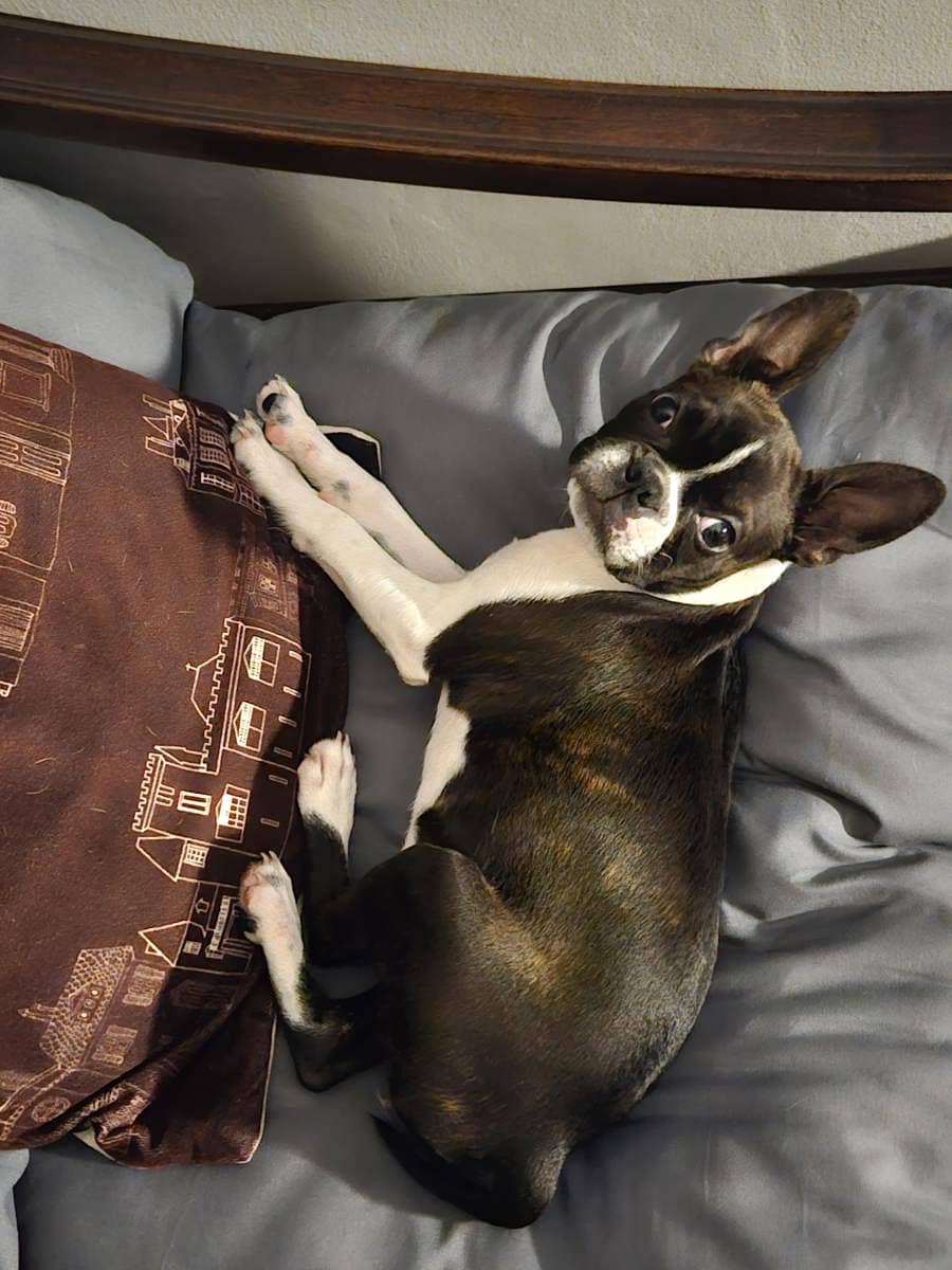 Pepper desperately needs an operation