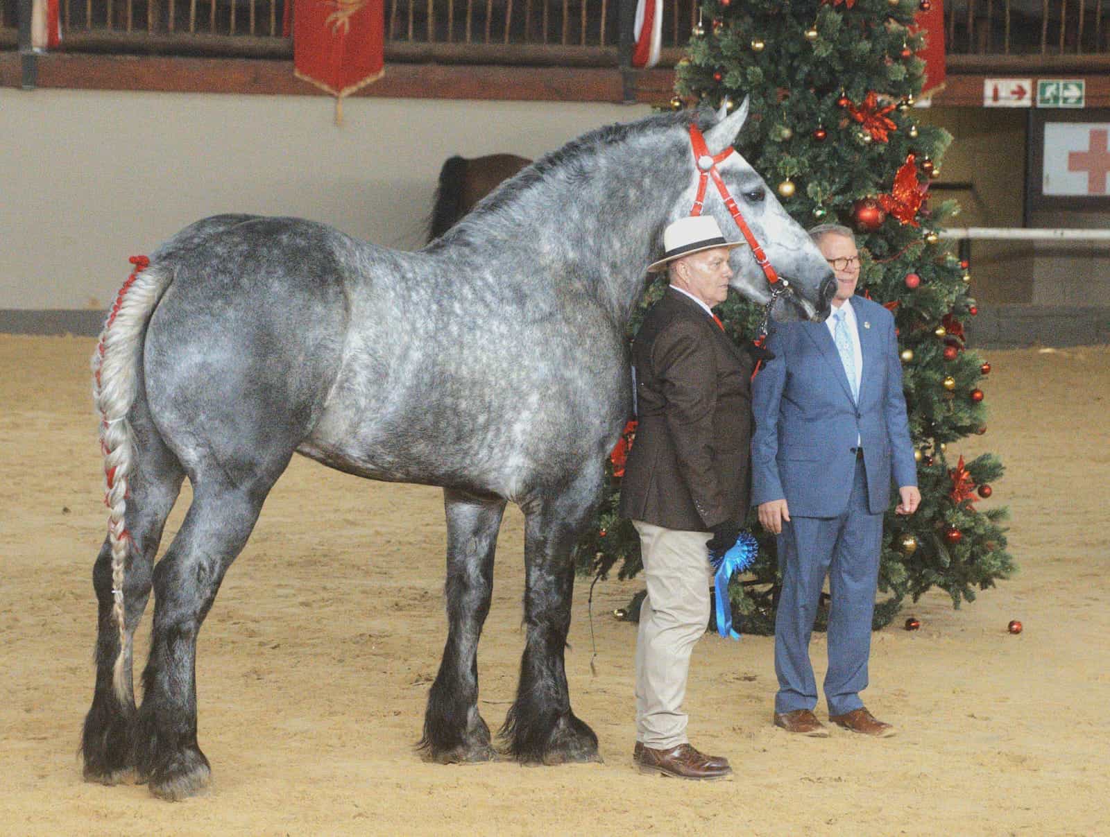 Die pragtige Percheron hings, Marquis Barentin van eienaar Johan du Plessis van Mooinooi. Foto: Ferdie Jordaan.