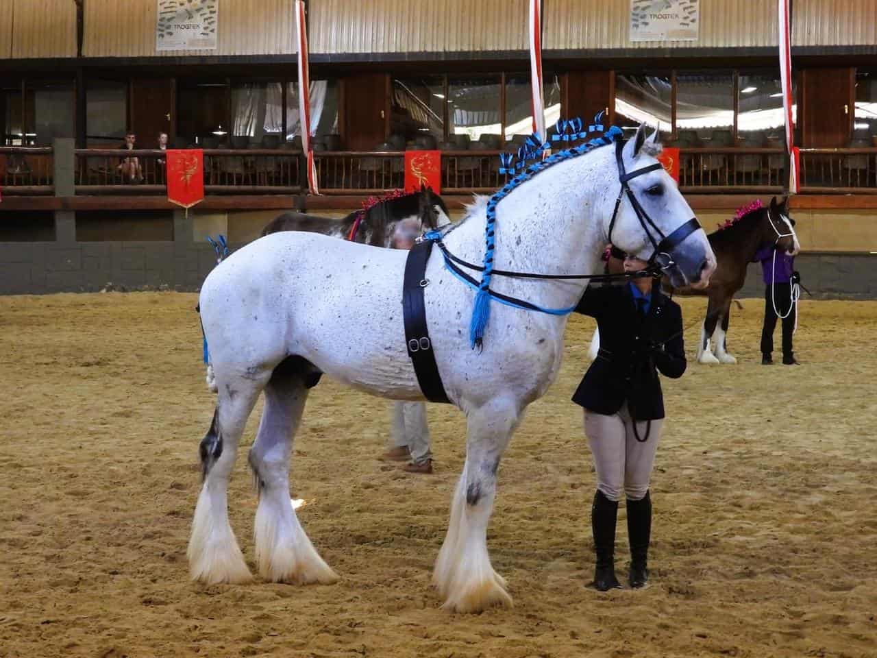 Trodam Tiny van Mont Belle-stoet, (Eienaar DesireBooyens) wat as die Shire Best of Breed aangewys is. 
