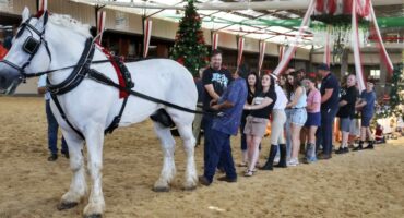 Nicholadreas Caroi besig met Tug of War met 'n Percheron hings van Jan Engelbrecht van Mooinooi.