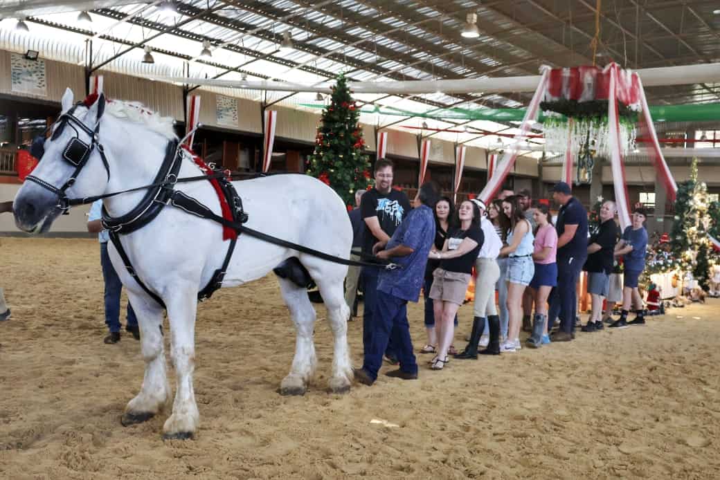 Nicholadreas Caroi besig met Tug of War met 'n Percheron hings van Jan Engelbrecht van Mooinooi.