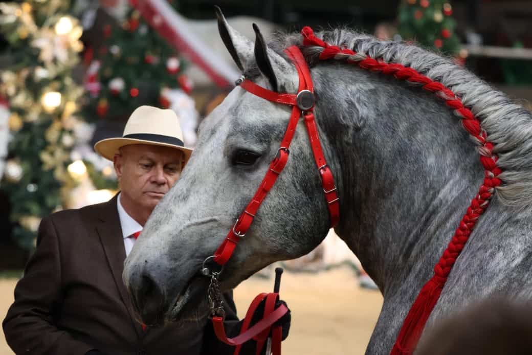 Inlas: Marquis Barentin, 'n ingevoerde Percheron hings van eienaar Johan du Plessis.