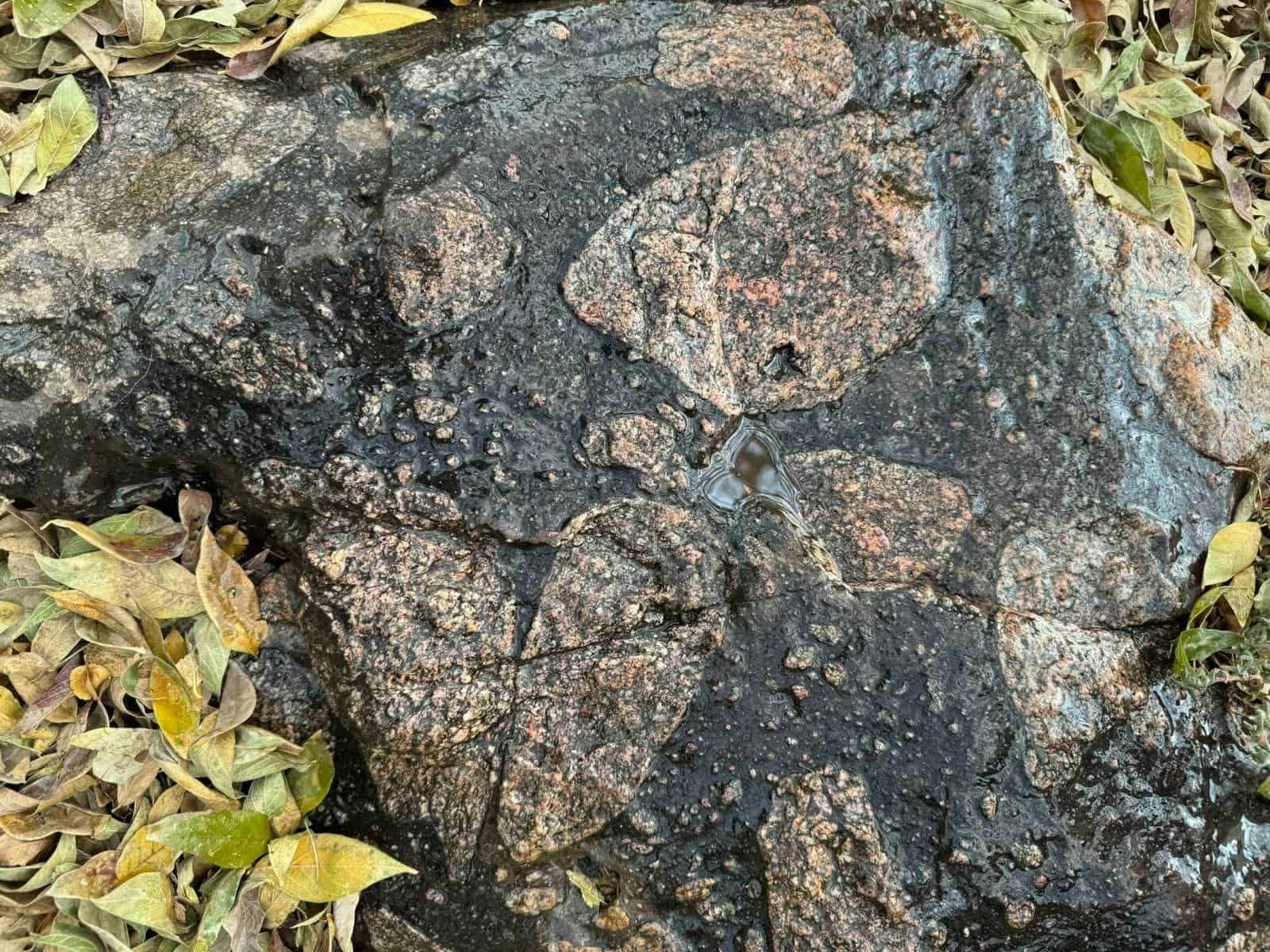 Pseudotachylite or friction rock formed when granite was pulverised.