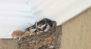 At the home of Feathers Bird Club chairman, Martin Wolmarans, a pair of swallows has been hard at work.