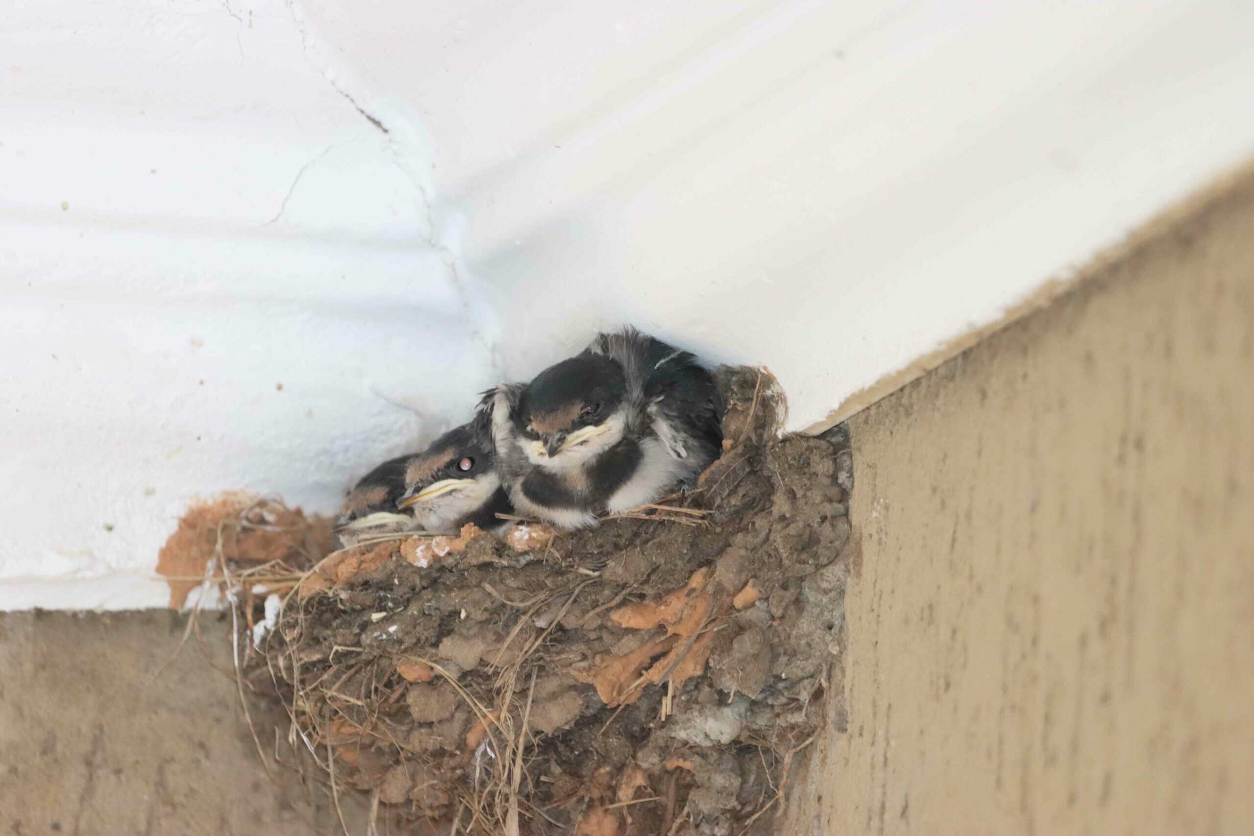 At the home of Feathers Bird Club chairman, Martin Wolmarans, a pair of swallows has been hard at work.