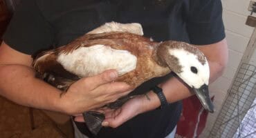 An injured African Shelduck that was cared for by Parys WADER. Currently, there are 12 birds in Parys WADER's care. Photo: Supplied