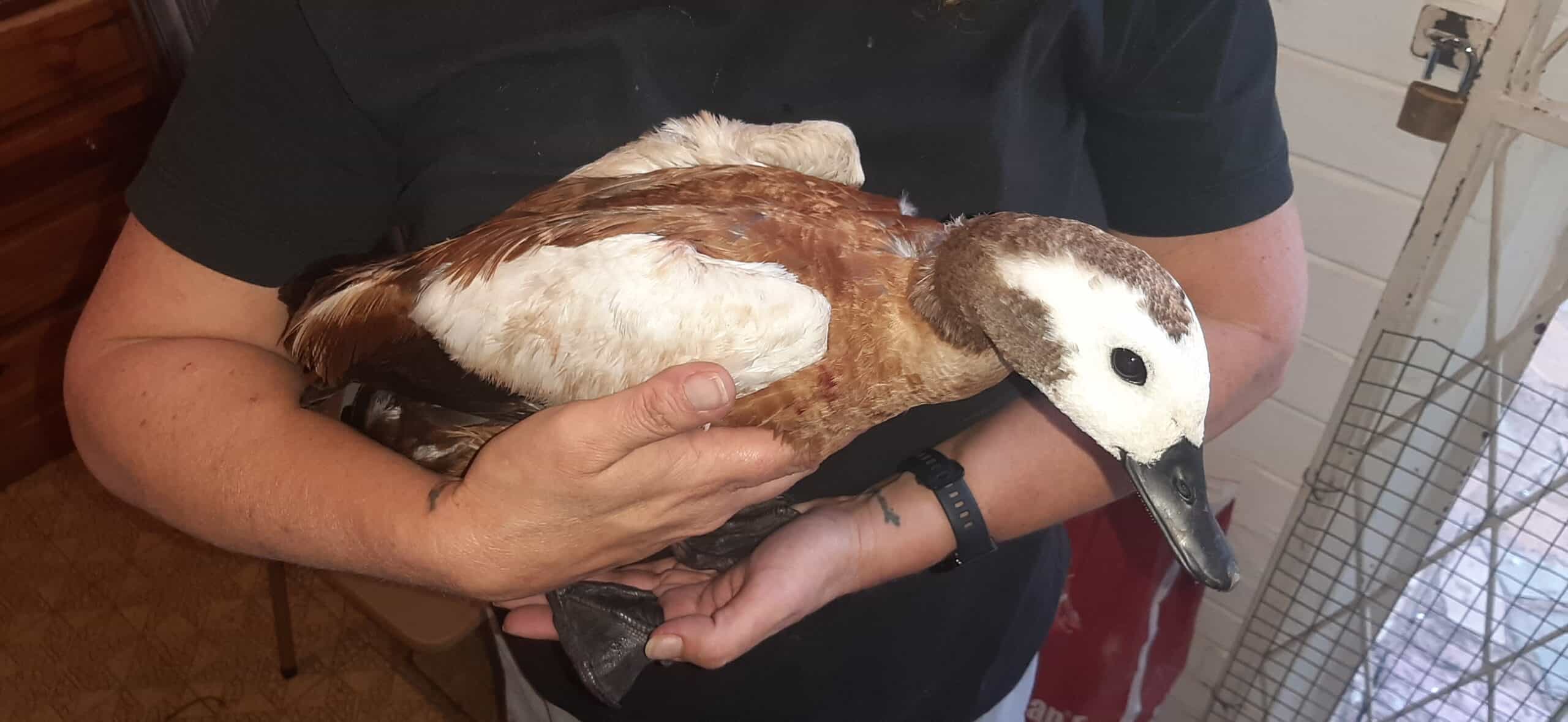An injured African Shelduck that was cared for by Parys WADER. Currently, there are 12 birds in Parys WADER's care. Photo: Supplied