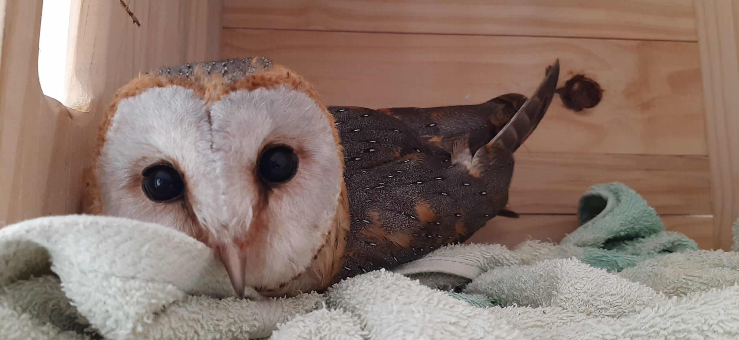 An injured African Shelduck that was cared for by Parys WADER. Currently, there are 12 birds in Parys WADER's care.  Photo: Supplied