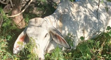 Die Brahman-koei wat gekry is. Foto: Verskaf