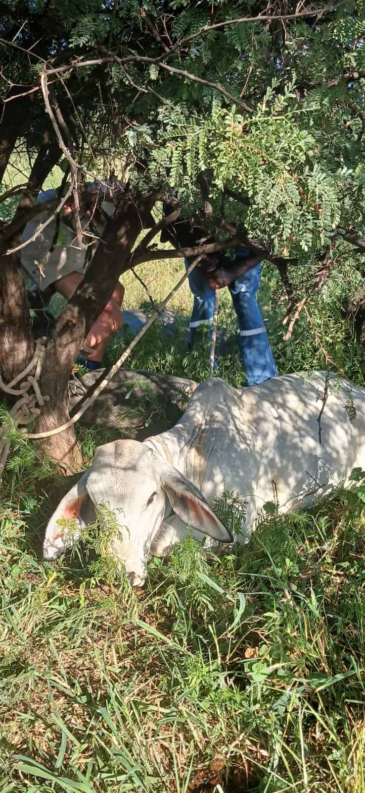Die Brahman-koei wat gekry is. Foto: Verskaf