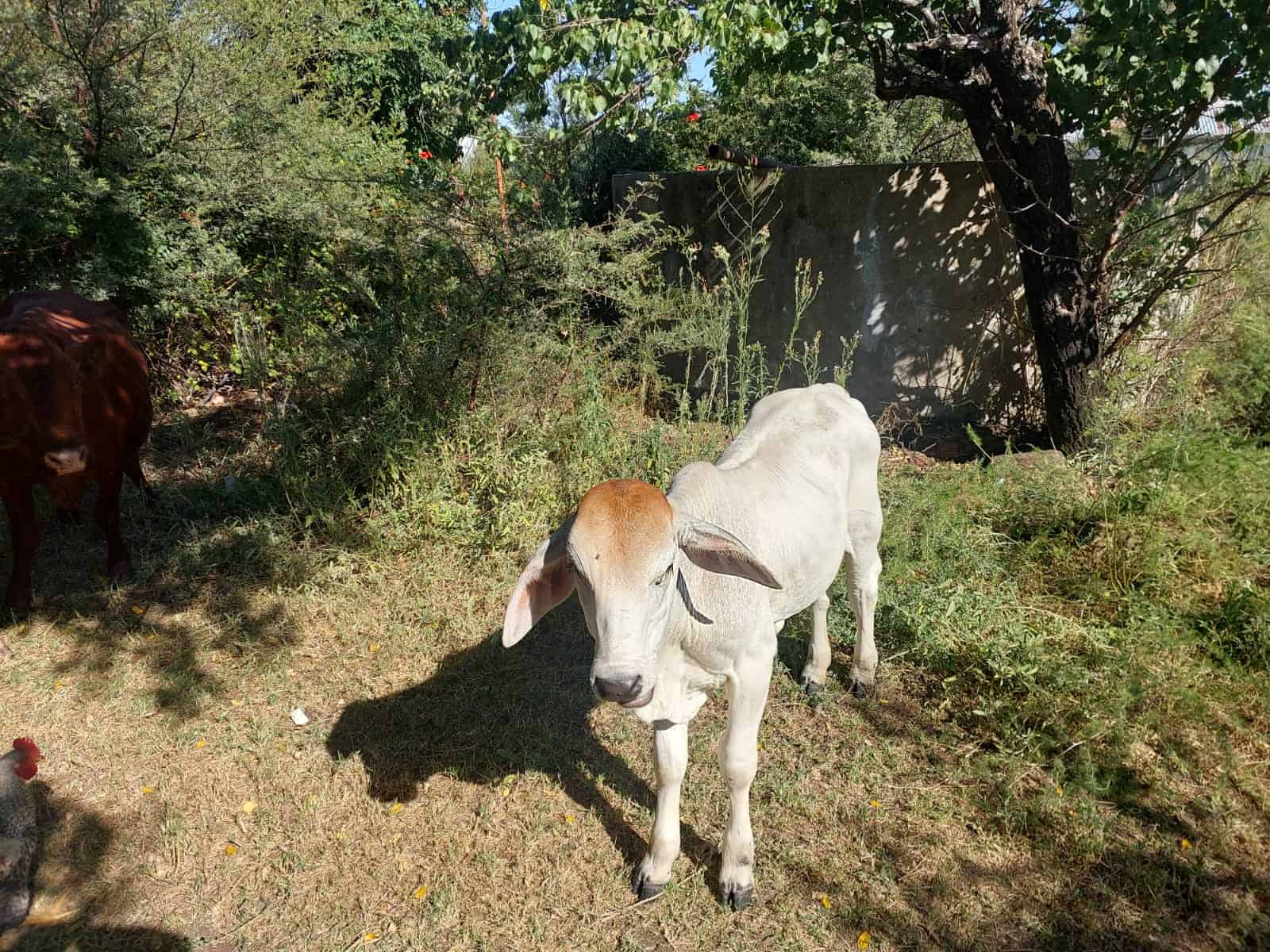 Die Brahman kalf wat gekry is. Foto: Verskaf