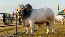 Foto slegs ter illustrasie en met erkenning aan Graan SA