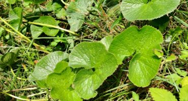 Gunnera perpensa, also known as the River pumpkin (Rivier pampoen) or Qobo, is a very special wetland plant. Photo: Danie Venter