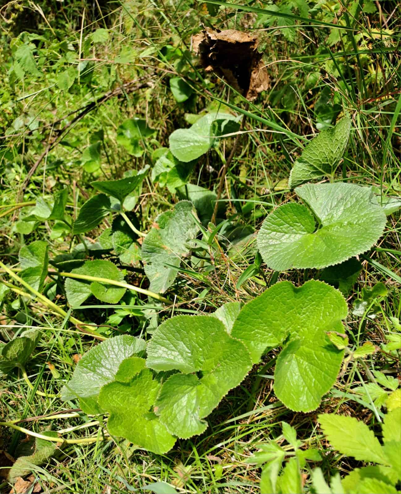 Gunnera perpensa, also known as the River pumpkin (Rivier pampoen) or Qobo, is a very special wetland plant. Photo: Danie Venter