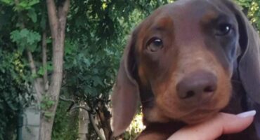 Whiskey, die 8 jaar oue worshondjie wat nie die aanval oorleef het nie.