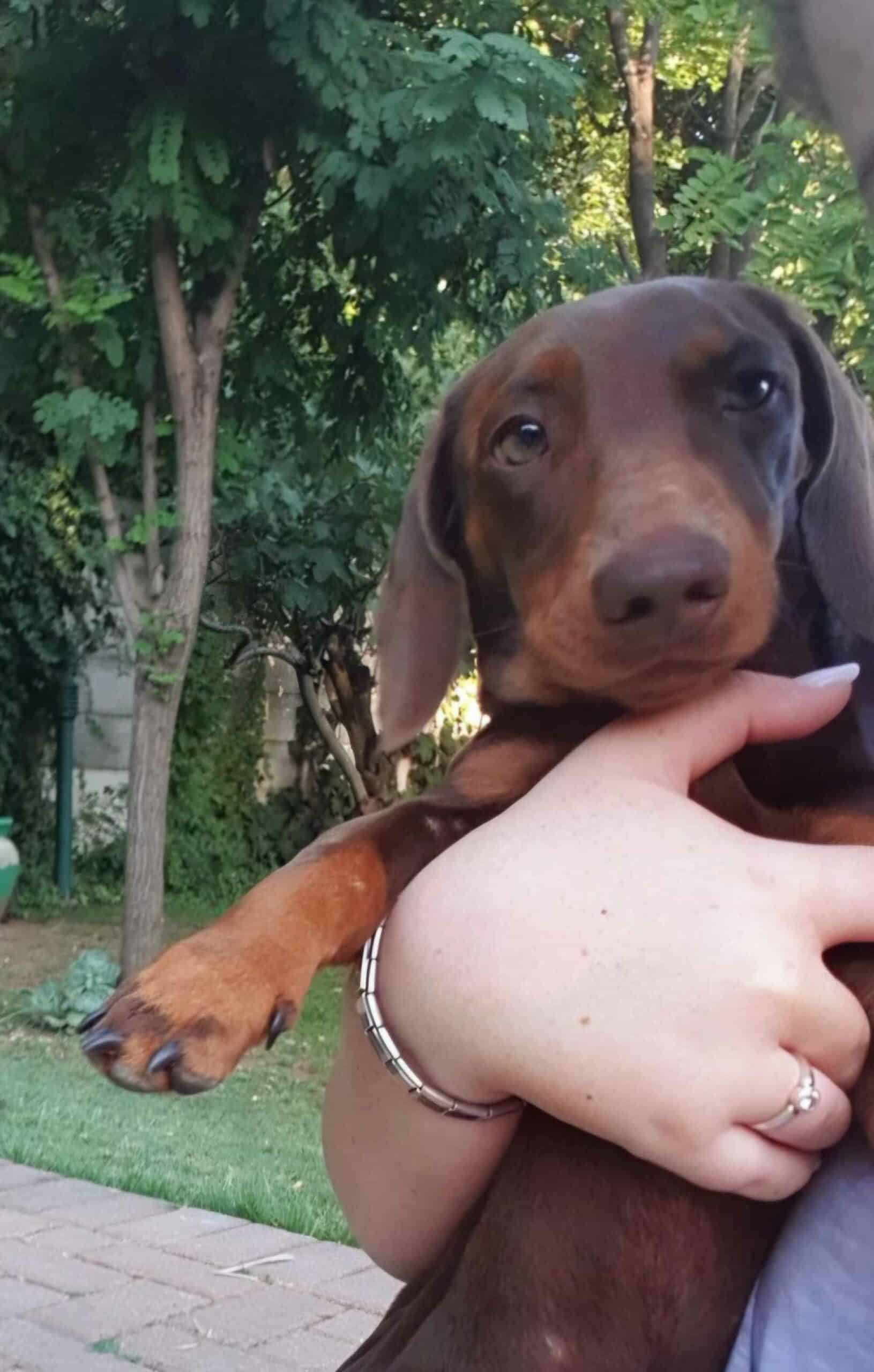 Whiskey, die 8 jaar oue worshondjie wat nie die aanval oorleef het nie.