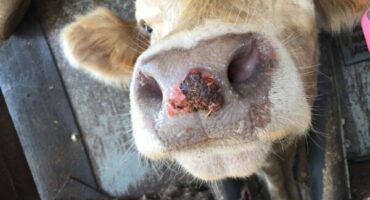 Die kenmerkende bekletsels van Bek-en-Klouseer. Foto: Verskaf