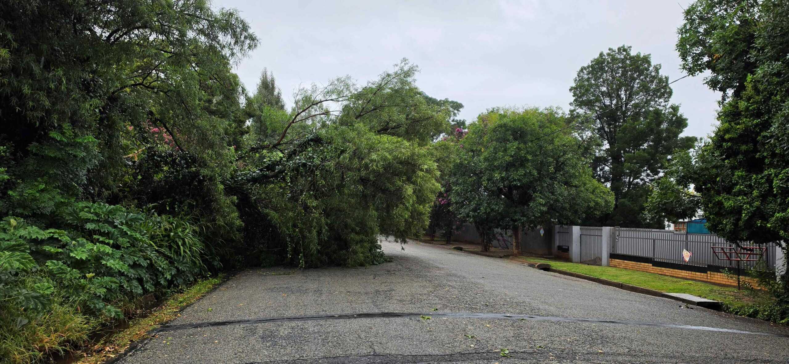 'n Boom wat vanmiddag in Derdelaan omgeval het.