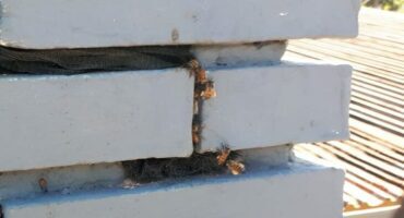 Bees can fit through a hole smaller than 1cm and can eat/burrow through cement, expanding foam, chipboard, etc,