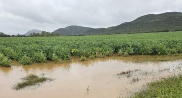 Die foto van sojaboonlande na die reën is Maandag op die plaas Baskop in die Vredefort Koepel gereën. Foto: Herman van Wyk.