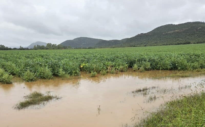 Die foto van sojaboonlande na die reën is Maandag op die plaas Baskop in die Vredefort Koepel gereën. Foto: Herman van Wyk.