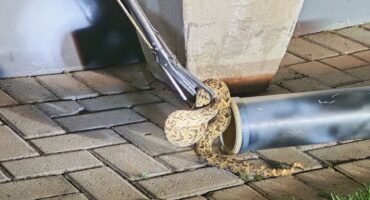 'n Pofadder wat by Parys Golf & Country Estate gekry is.