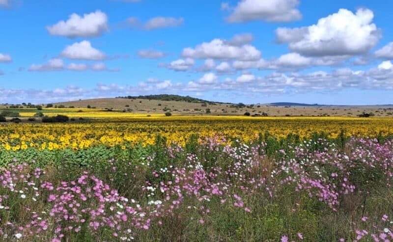 Die kleurvolle gesig van sonneblom en kosmos langs die R42. Foto: Annemarie Ferreira. 