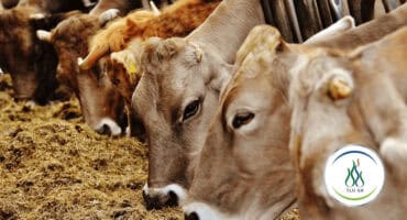 Illustrasiefoto verskaf deur TLU SA