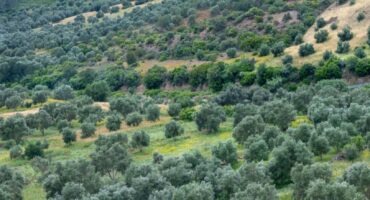 Not plantation, not invasive thicket, not riverine woodland — but a true indigenous stand of African wild olive