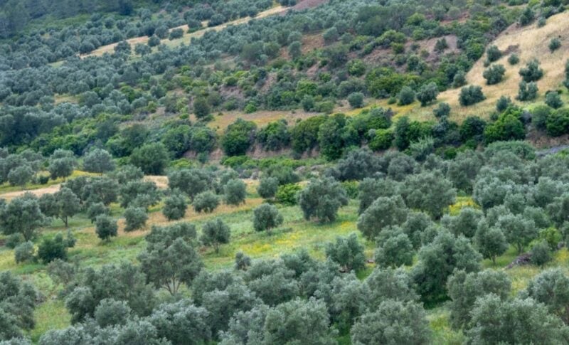 Not plantation, not invasive thicket, not riverine woodland — but a true indigenous stand of African wild olive
