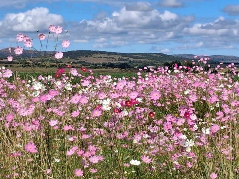 Annemarie Ferreira se besonderse kosmosfoto