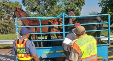 Die operasie wat 'n padblokkade op die N1 ingesluit het, was daarop gemik om padveiligheid op die land se paaie oor die Paastydperk te versker, en toe te sien dat wetgewing en regulasies nagekom word. Foto verskaf deur SAPD Kommunikasie