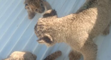 Diie verdagtes het na bewering probeer om die leeuwelpies teen R100 000 elk te verkoop. Foto verskaf deur die Valke.