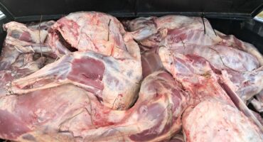 Van die skaapkarkasse waarop beslag gelê is. Foto verskaf deur SAPD Kommunikasiedienste