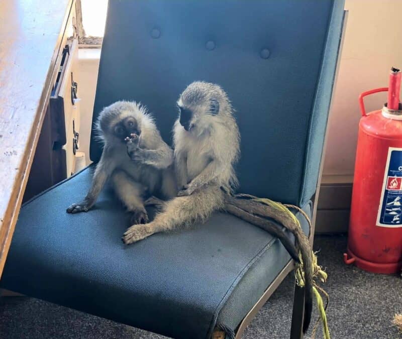 Die twee ape wat duer die polisie gered is nadat gepoog is om hulle by 'n veiling te verkoop. Foto verskaf deur SAPD Kommunikasiedienste