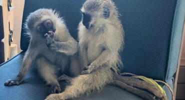 Die twee ape wat duer die polisie gered is nadat gepoog is om hulle by 'n veiling te verkoop. Foto verskaf deur SAPD Kommunikasiedienste