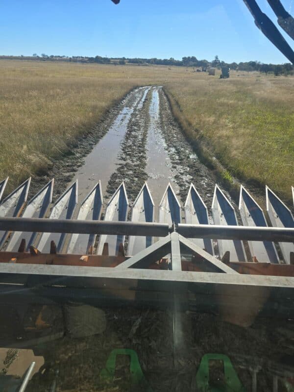 Ook in die Vredefort-distrik is om te oes nou ‘n groot uitdaging. Die foto is vandeesweek op 'n plaas in die Vredefort-distrik geneem. Foto: Verskaf.